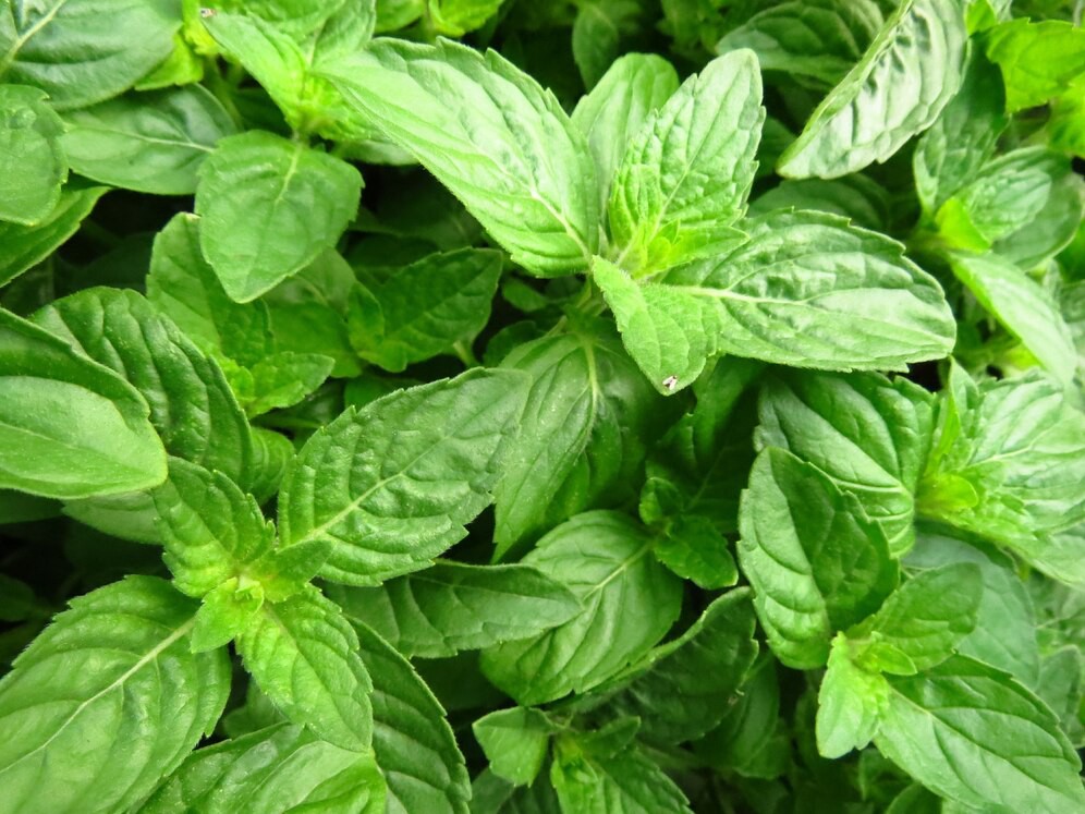 Stevia leaves Stevia leaves